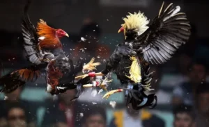 Tuyệt Chiêu Cách Chơi Đá Gà Sabong Tại M88Vin Cực Kỳ Hiệu Quả