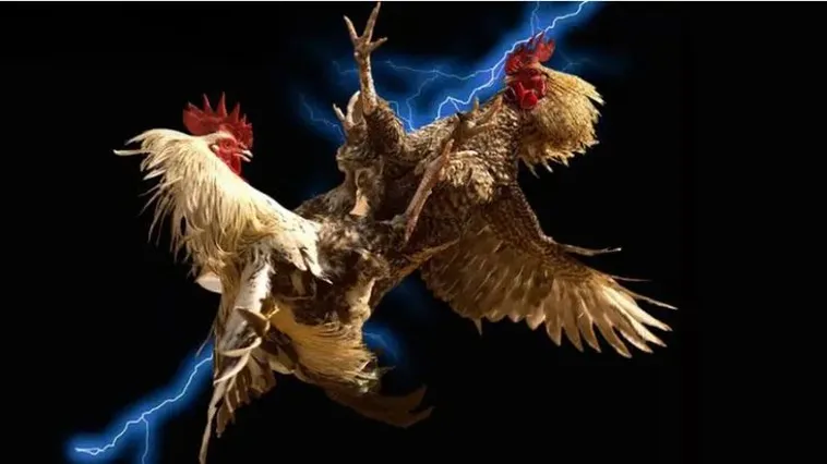 Khám Phá Sân Chơi Đá Gà M88Vin Đỉnh Cao Giải Trí Hàng Đầu